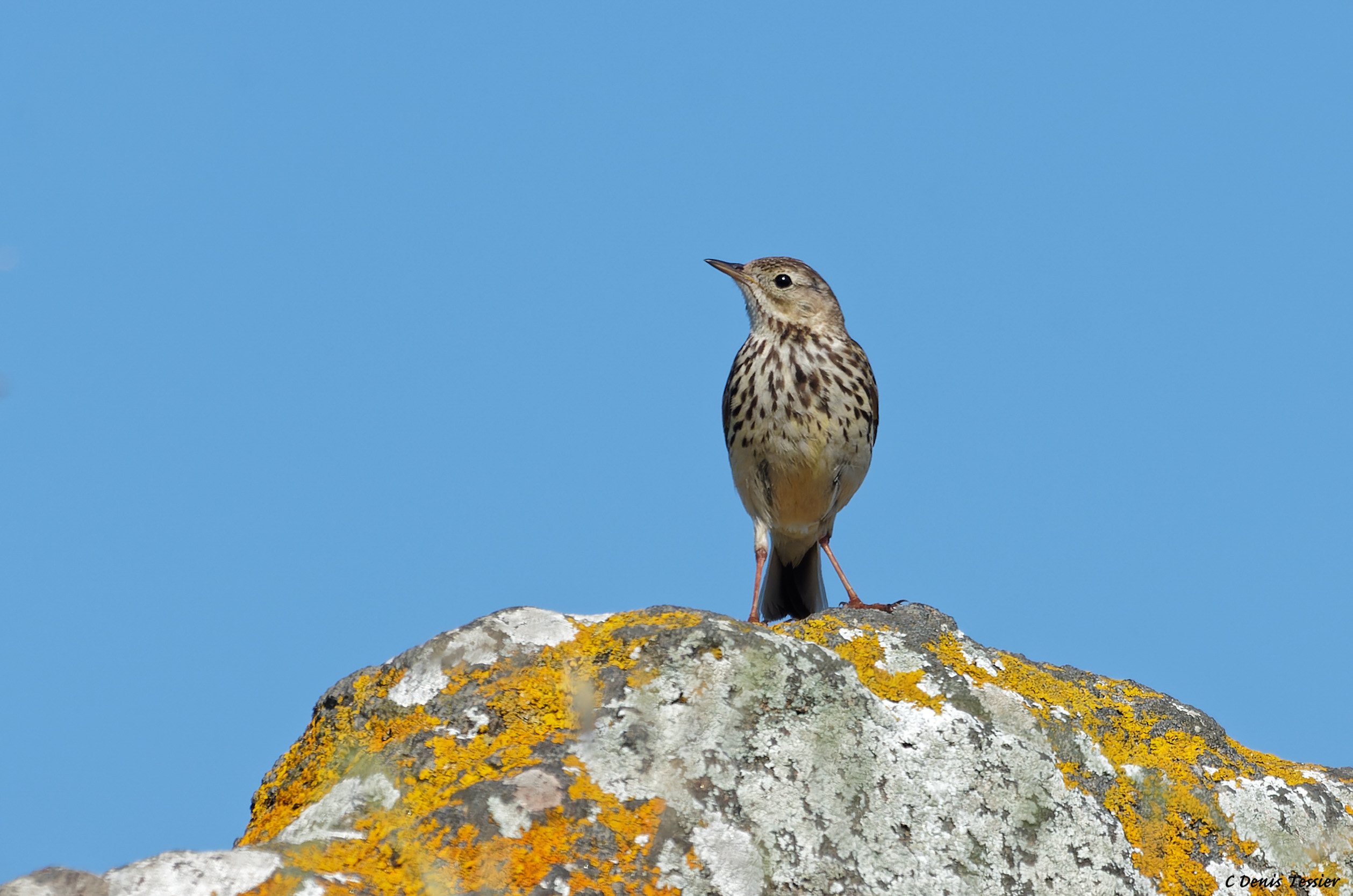 un pipit farlouse, un oiseau parmi la biodiversité de la ferme